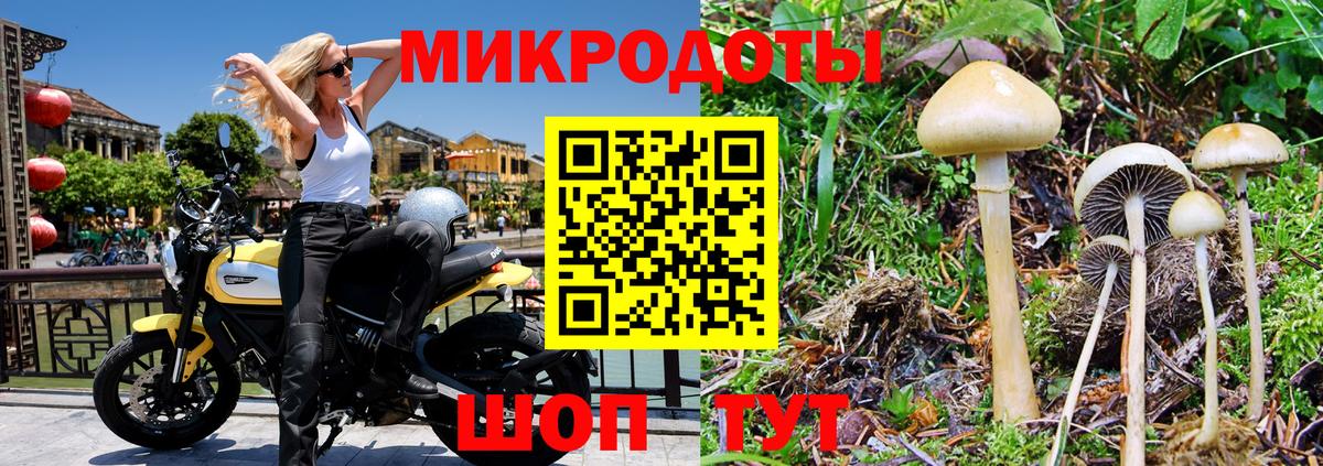 Корсаков  Галлюциногенные грибы Psilocybe  Вход с VPN 